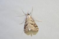 Parapoynx stratiotata