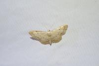 Idaea politaria