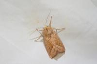 Hydraecia micacea