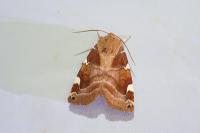 Cosmia diffinis