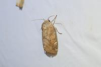 Cosmia affinis