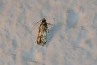 Oegoconia