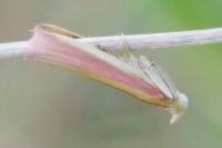 Oncocera semirubella