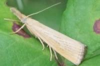 Agriphila straminella