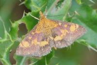 Pyrausta aurata