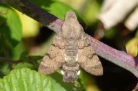 Macroglossum stellatarum