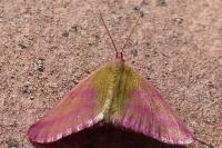 Lythria purpuraria