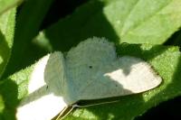 Scopula immutata