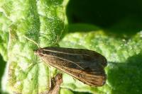 Nomophila noctuella