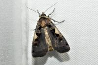 Xestia c-nigrum