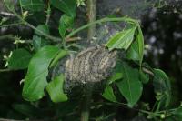 Yponomeuta cagnagella