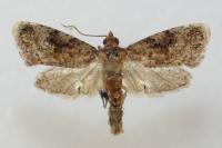 Thaumatotibia leucotreta