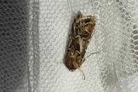 Agrotis vestigialis