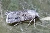 Agrotis bigramma