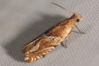 Ancylis comptana