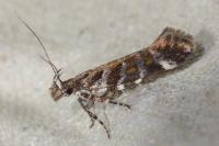 Aristotelia decurtella