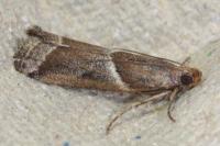 Nyctegretis lineana