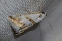 Eublemma candidana