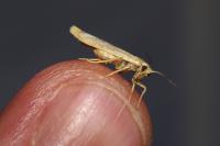 Indalia pygmaeola