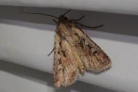 Euxoa nigrofusca/tritici