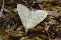 Paracorsia repandalis