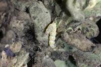 Paracorsia repandalis