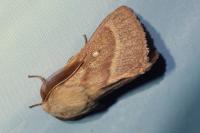 Lasiocampa trifolii