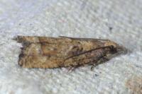 Acroclita subsequana