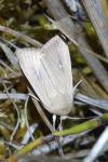 Mythimna sicula
