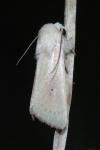 Mythimna sicula