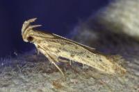 Metzneria paucipunctella