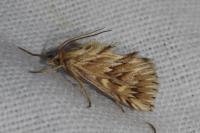 Cynaeda dentalis