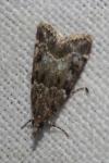 Eudonia mercurella