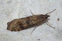 Nomophila noctuella