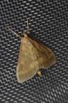 Ostrinia nubilalis/scapulalis