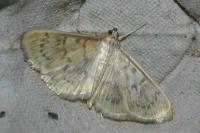 Patania ruralis