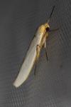 Eilema caniola