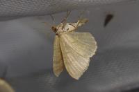 Camptogramma bilineata