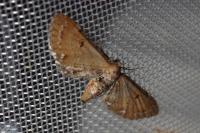 Eupithecia absinthiata