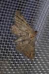 Gymnoscelis rufifasciata