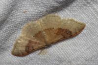 Idaea degeneraria