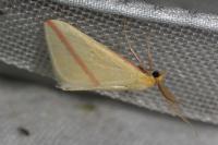 Rhodometra sacraria