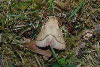 Lasiocampa trifolii