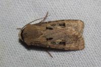 Agrotis exclamationis