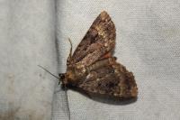 Amphipyra berbera/pyramidea
