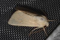 Mythimna sicula