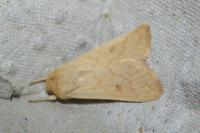Mythimna vitellina