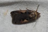 Xestia c-nigrum
