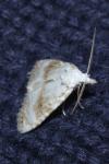 Meganola albula