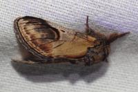 Notodonta ziczac